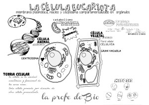 CELULA EUCARIOTA