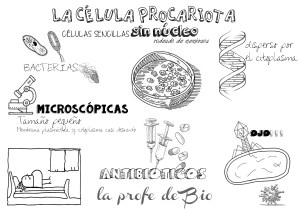 celula procariota