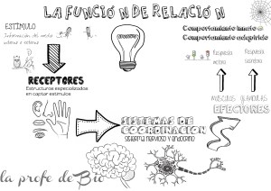 función de relación