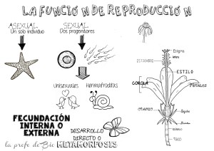 función de reproducción