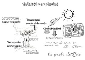 plantas