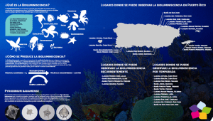 bioluminiscencia-ptorico