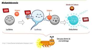 bioluminiscencia